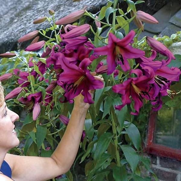 Puulilja Purple Prince XXL (20/22) 1 kpl.