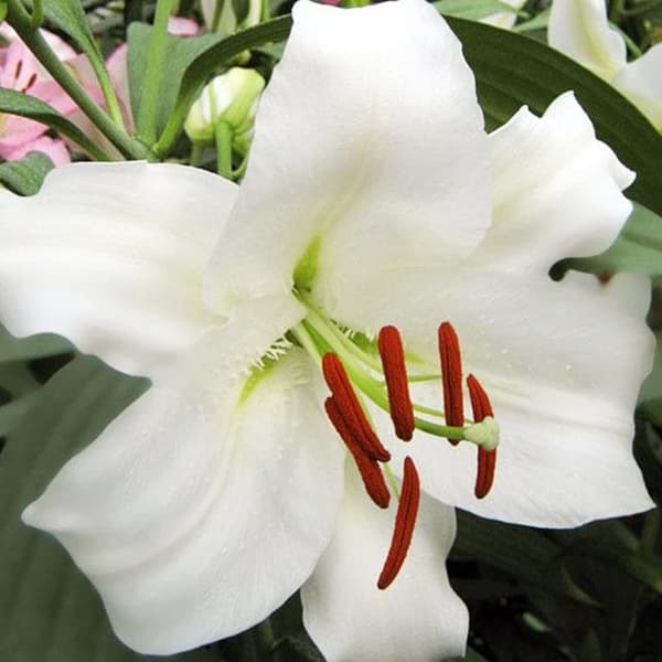 Orientalsk lilje Tourega XXL (22/+) 1 stk.