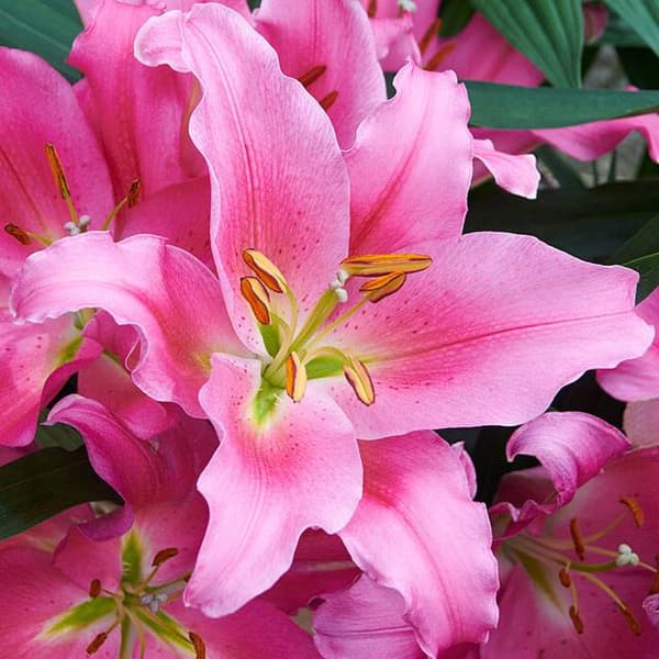 Orientalisk lilja Praiano XXL (24/+) 1 st.