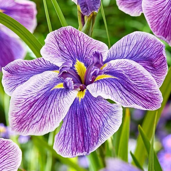 Iris ensata japanilainen illallislautanen jäätelöannos 1 kpl.