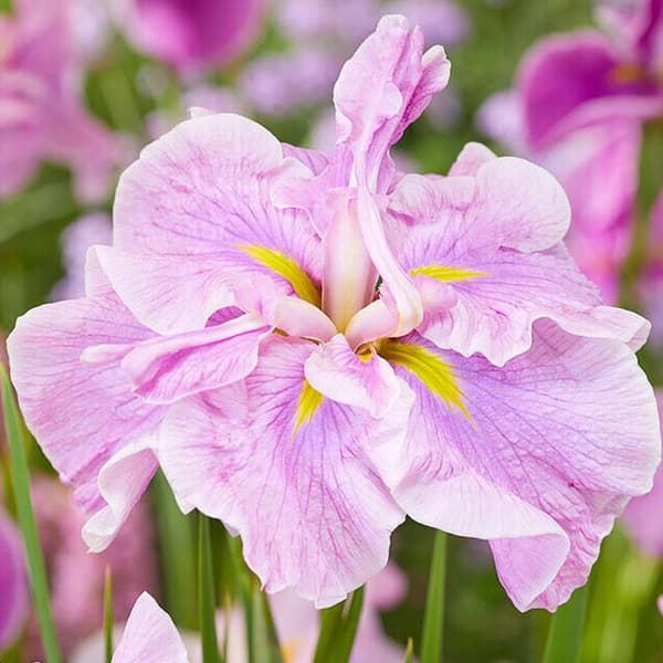 Iris ensata Japansk badekar Tim Grob 1 stk.
