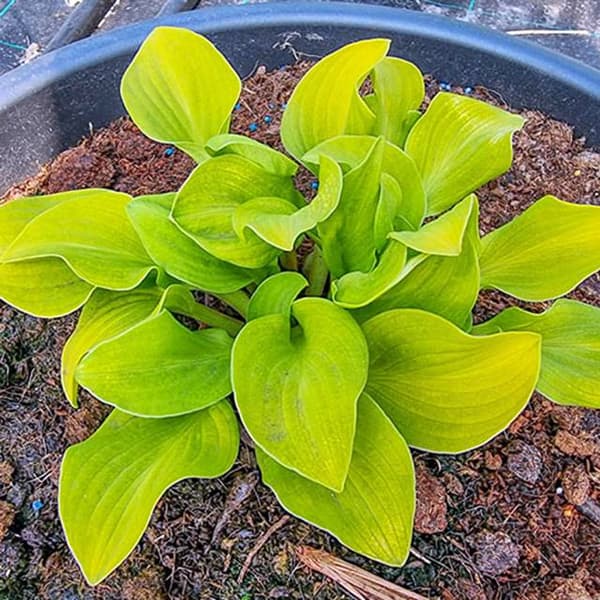 Hosta Funkia Solmus 1 st.