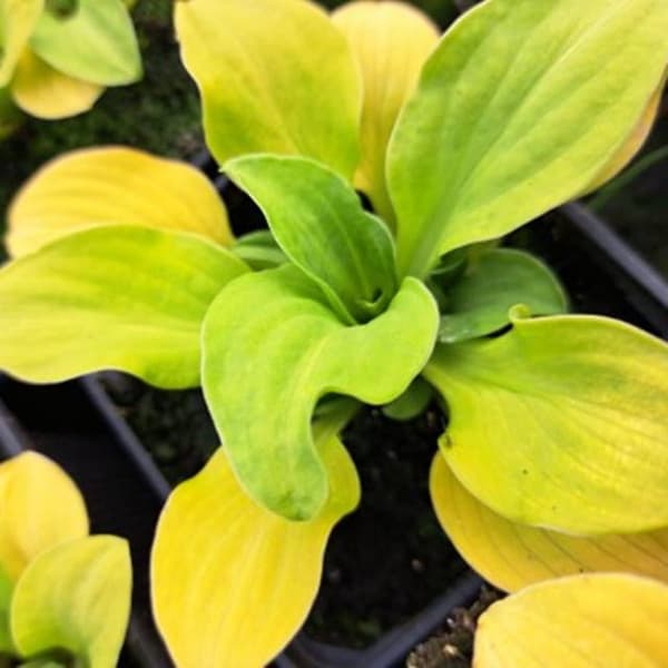 Hosta Funkia Solmus 1 st.