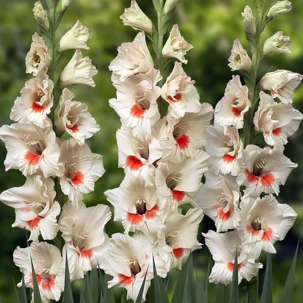 Gladiolus Ajax storblommig gladiolus 5 st.