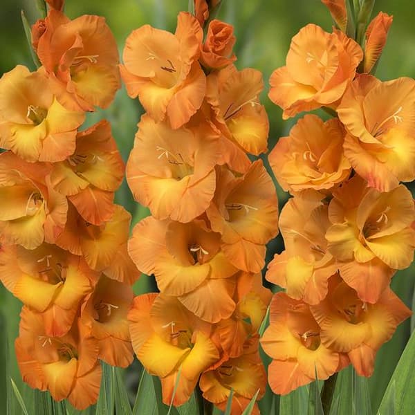 Gladioli Gladiolus isokukkainen Cornelli 5 kpl.