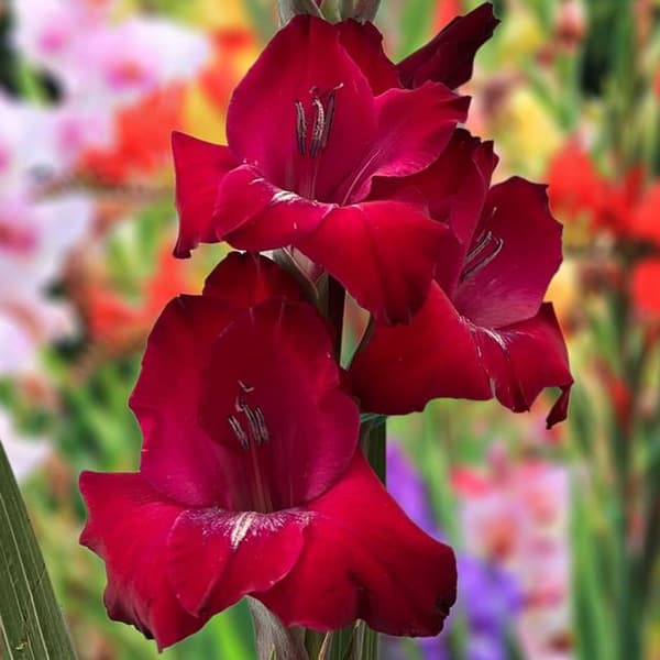 Gladiolus Bizet storblomstret gladiolus 5 stk. 12/14