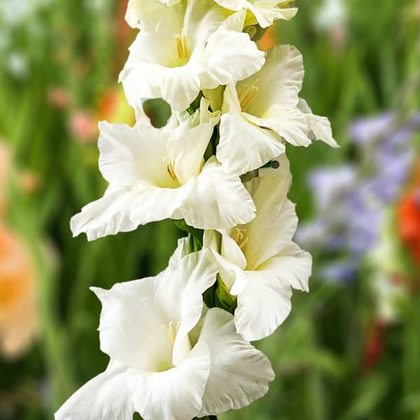 Gladiolus-sipulit Serena 5 kpl. 12/14