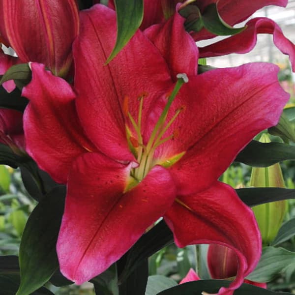 Orientalisk lilja Red Dawn XL (18/20) 1 st.
