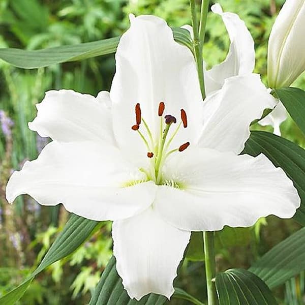 Orientalisk lilja Sibirien XL (18/20) 1 st.