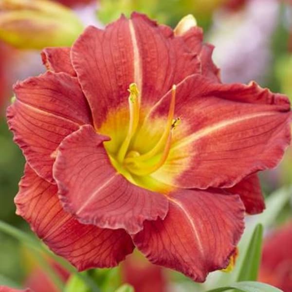 Hemerocallis Dagliljer Rubin 1 stk.
