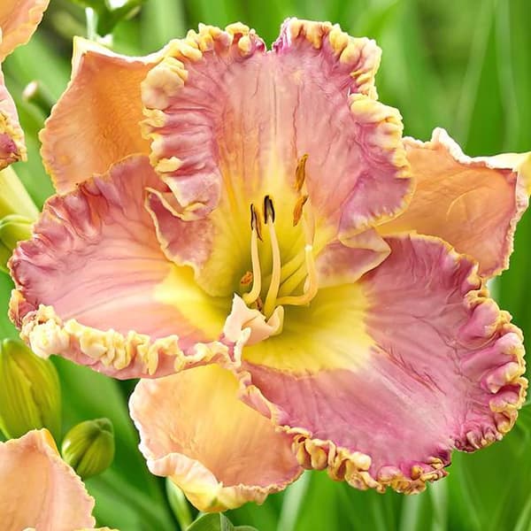 Hemerocallis Daylily Lavender Tutu 1 kpl.