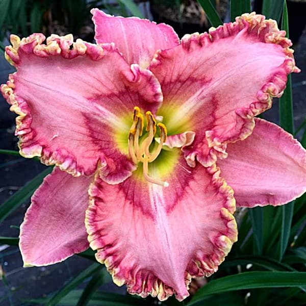 Hemerocallis Daglilje Prinsesse Tutu 1 stk.