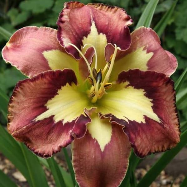 Hemerocallis Daglilje Adfærdsmønster 1 stk.