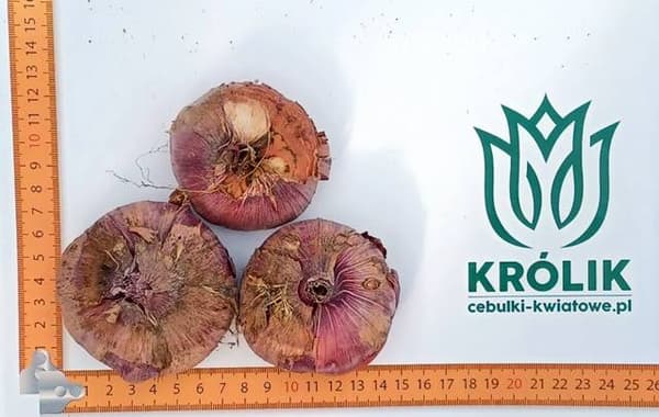 Gladiolus Bizet Gladiolus XXL 5 kpl. 16/18