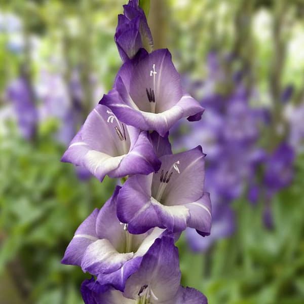 Gladiolus Gladiolus Blue Storm XXL 5 stk. 14/16