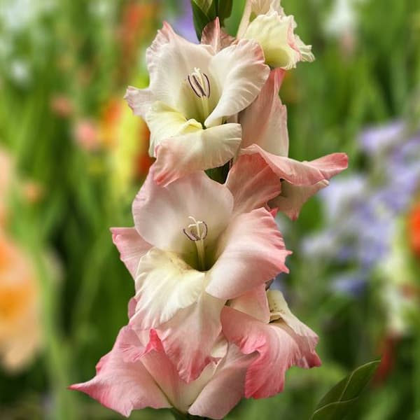 Gladiolus Careless XXL 5 kpl. 16/18