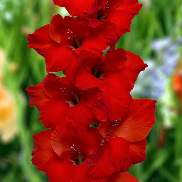 Gladiolus Costello 5 st. 10/12