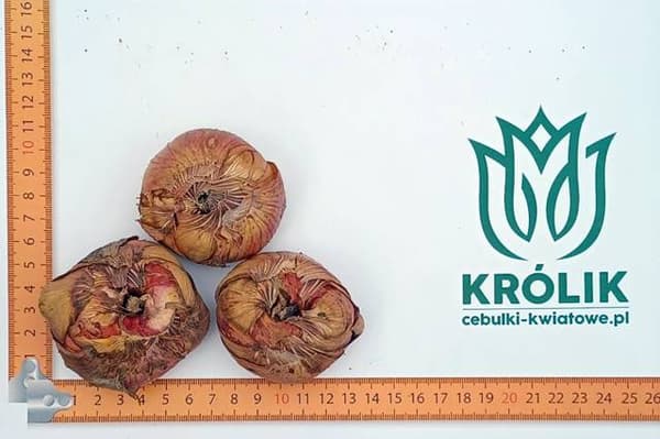 Gladiolus Gladiolus Demarrage XXL 5 stk. 16/18