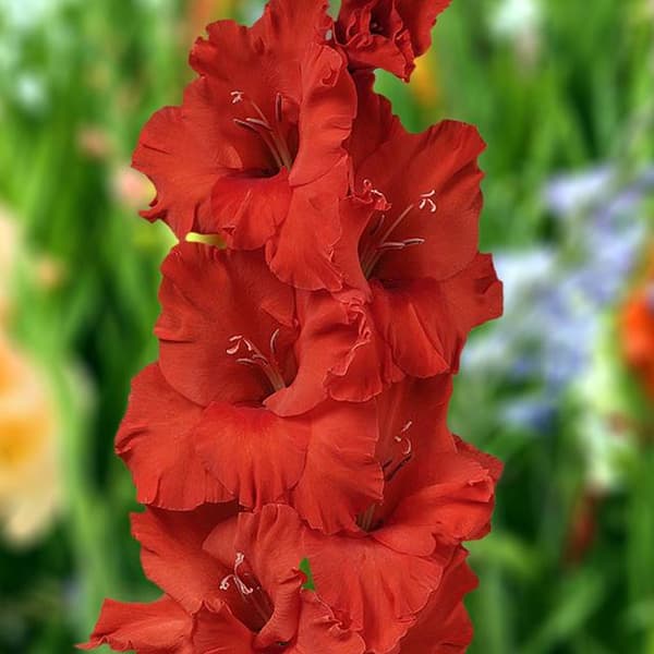Gladiolus Gladiolus Demarrage XXL 5 st. 16/18