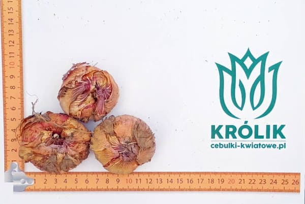Gladiolus Gladiolus-sipulit Bartok 5 kpl. 10/12
