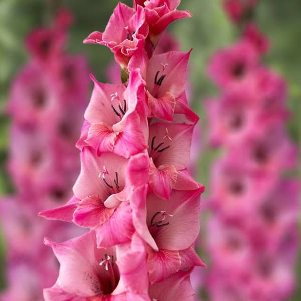 Gladiolus Gladiolus-sipulit Bartok 5 kpl. 10/12