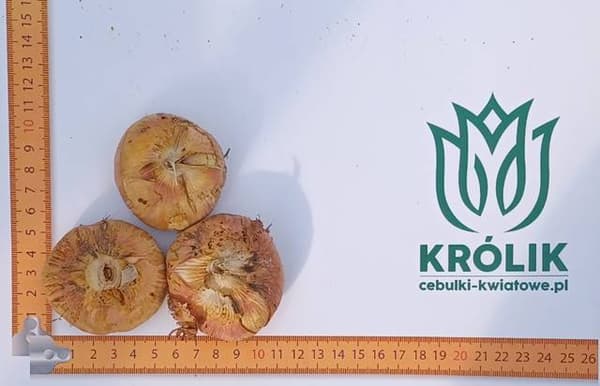 Gladiolus sipulit Careless 5 kpl. 12/14