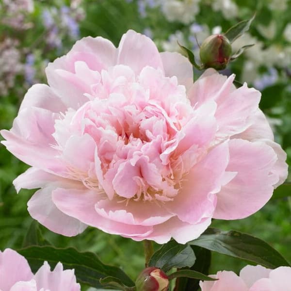 Paeonia kinesisk pæon Pecher 1 stk. 3-5 øjne