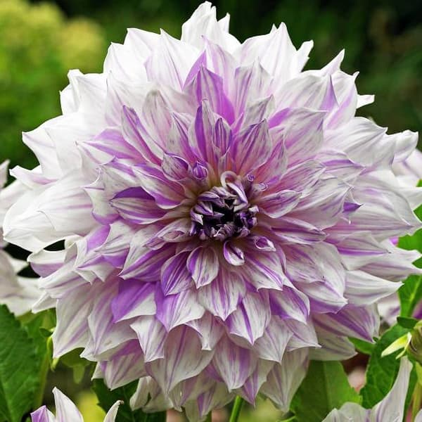Dekorativ dahlia Mors Special 1 stk.