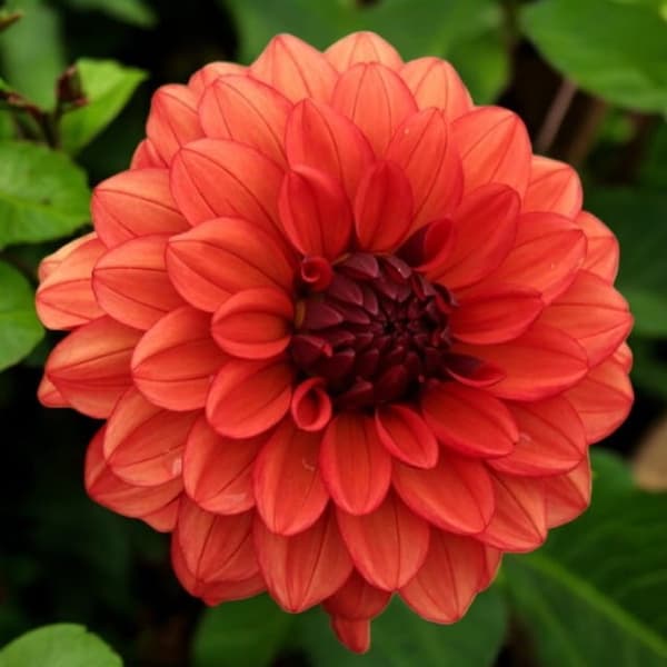 Dekorativ dahlia Miss Miley 1 stk.