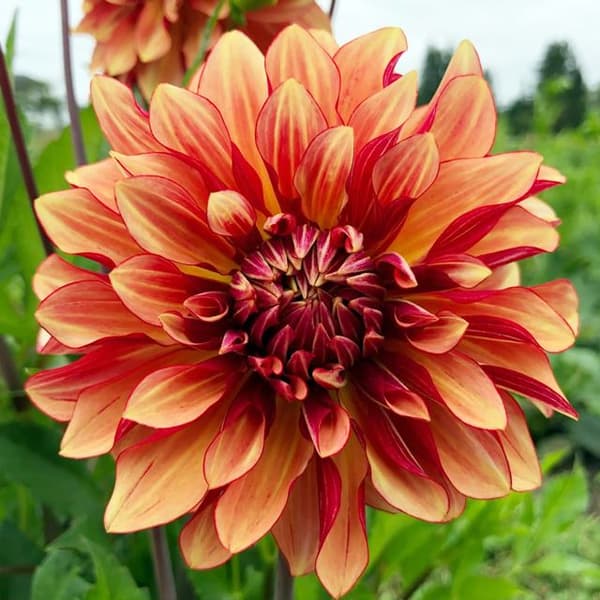 Dekorativ dahlia Miss Brandy 1 stk.