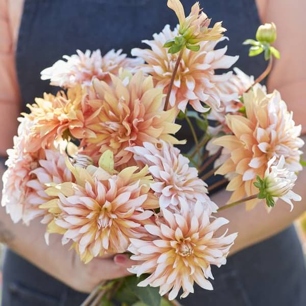 Dekorativ dahlia Orange & Sne 1 stk.