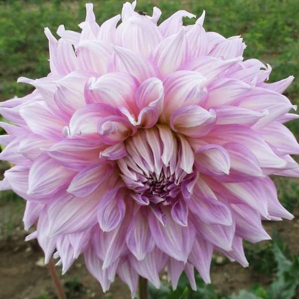 Dahlia tallerken Almand's Joy 1 stk.