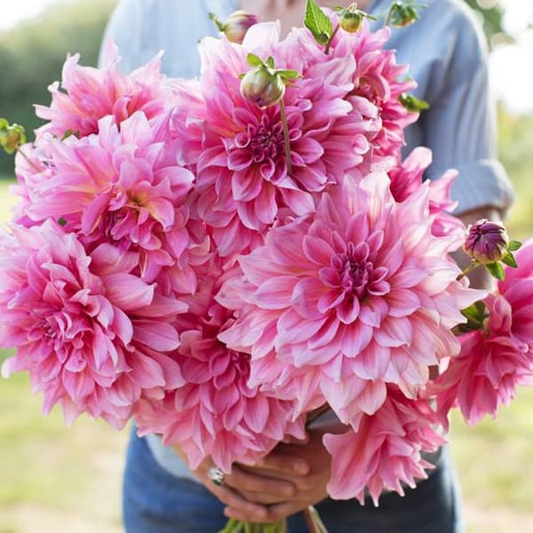 Otto's Thrill I tallerken dahlia udvalg 1 stk.