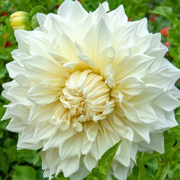 Blomfat dahlia 1 st.