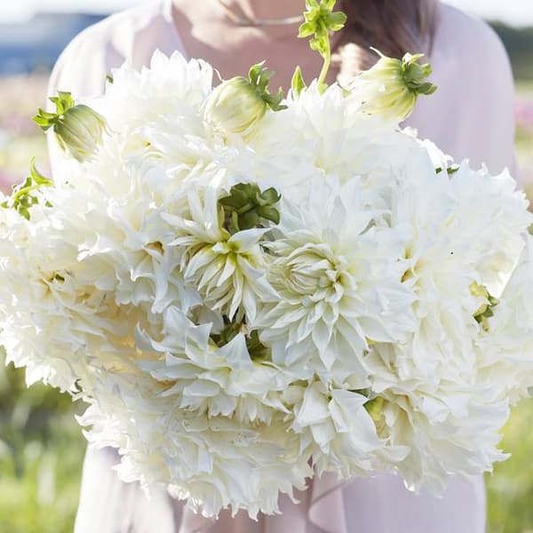 Blomfat dahlia 1 st.