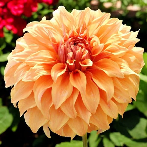 Stor Herkules-disk-dahlia 1 stk.