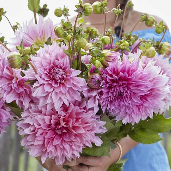 Tallrik dahlia Cafe au Lait Rose 1 st.