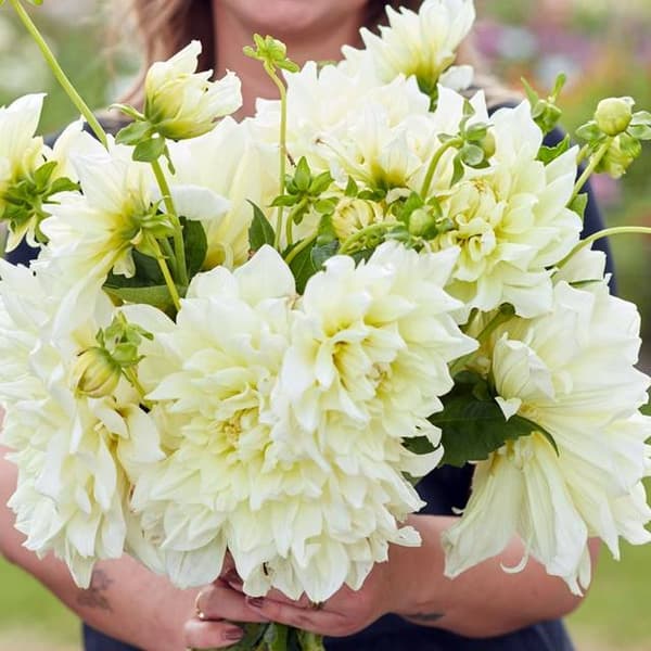 Dahlia tallrik Ice Breaker 1 st.
