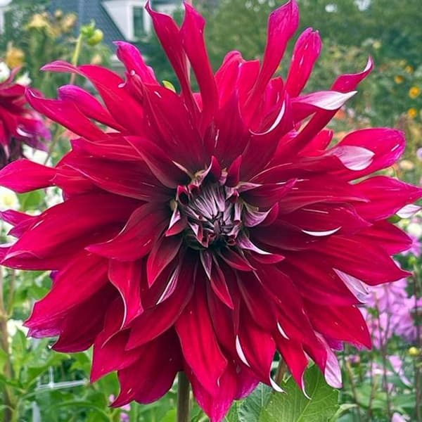 My Hero tallerken dahlia 1 stk.