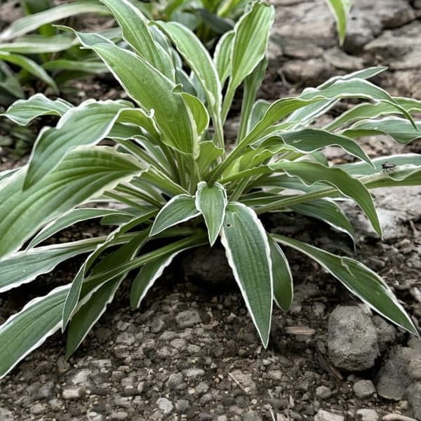 Hosta Funkia Hietakärsämökurki 1 kpl.
