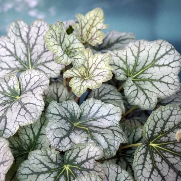 Heuchera Cranesbill Venus 1 st.