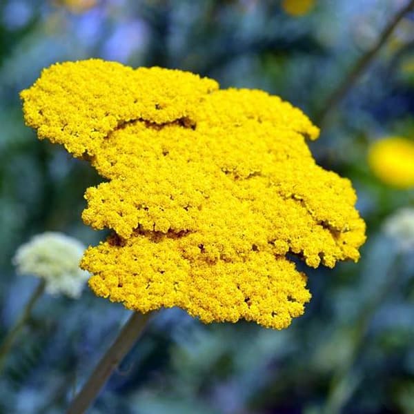 Achillea Yarrow Parkers Variety 1 st.