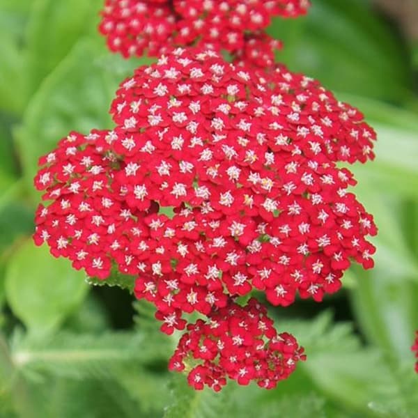 Achillea Common Yarrow Red Velvet 1 kpl.