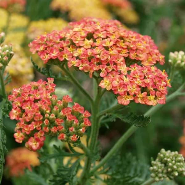 Achillea Yarrow Terracotta 1 kpl.