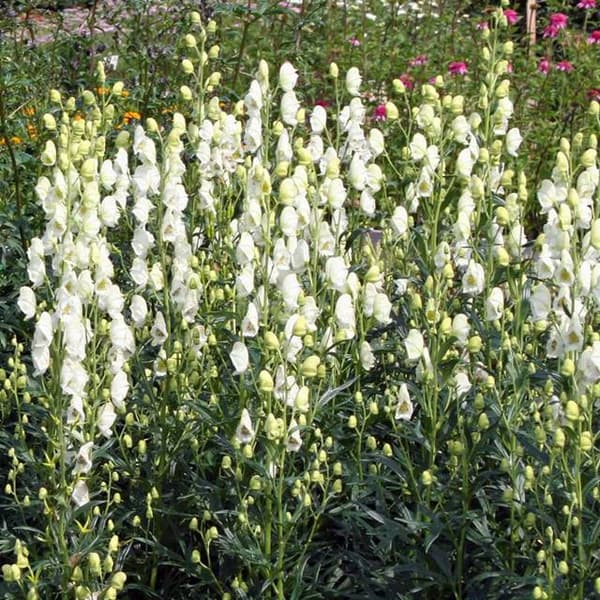 Aconitum napellus Wolfsbane Album 1 kpl.