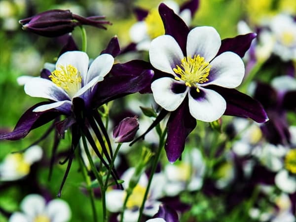 Aquilegia Single Columbine William Guinness 1 kpl.