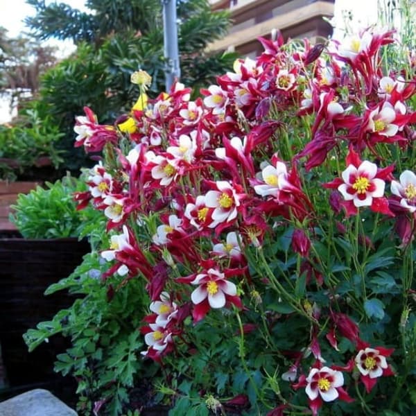 Aquilegia Single Orlik Crimson Star 1 stk.