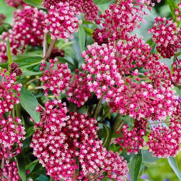 Asclepias Milkweed Soulmate 1 kpl.