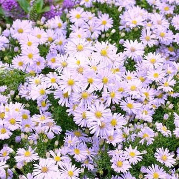 Ny belgisk aster Brigitte 1 st.