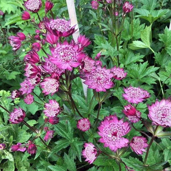 Astrantia Masculina Mørke Skinnende Øjne 1 stk.